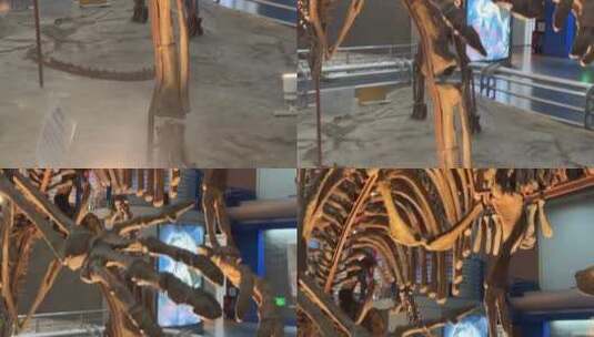 恐龙化石原始恐龙骨骼高清在线视频素材下载