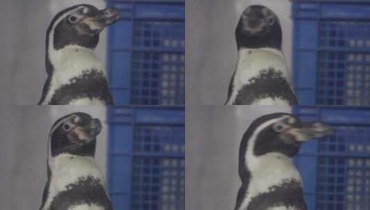 特写企鹅羽毛一群企鹅高清在线视频素材下载