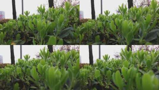 春天嫩绿的植物叶子高清在线视频素材下载