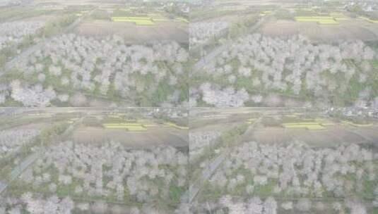 溧阳成片的樱花航拍高清在线视频素材下载