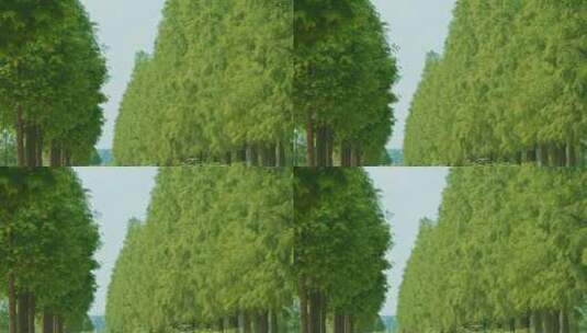 绿树成荫的杉树高清在线视频素材下载