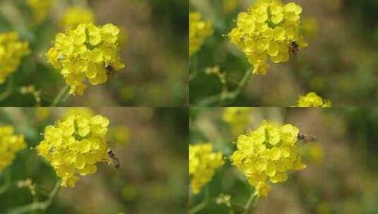 油菜花田蜜蜂飞舞高清在线视频素材下载