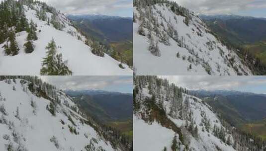在雪山山顶的树丛中飞翔高清在线视频素材下载