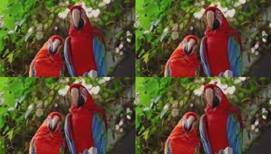两只红色鹦鹉特写镜头高清在线视频素材下载