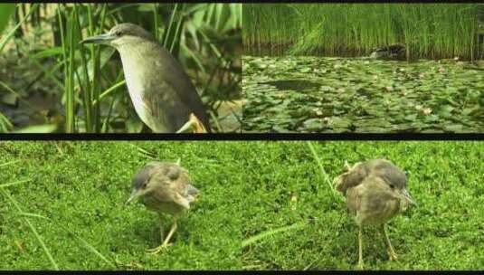 水边的水鸟可爱自然环境绿色河流水塘高清在线视频素材下载