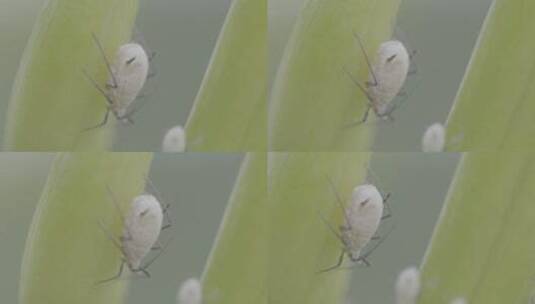 一只体型硕大的蚜虫LOG高清在线视频素材下载