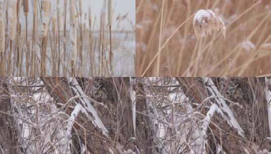 冬季湖边下雪芦苇慢镜头高清在线视频素材下载