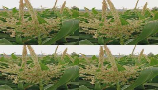 实拍玉米苗高清在线视频素材下载
