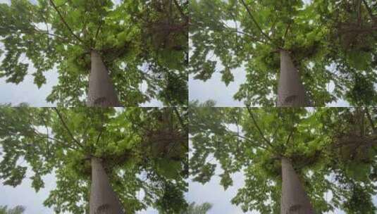 泡桐树树木高清在线视频素材下载