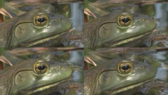 大湖大型牛蛙的特写镜头高清在线视频素材下载
