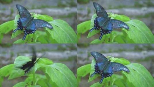特写一只蓝色蝴蝶坐在花上拍打翅膀。高清在线视频素材下载