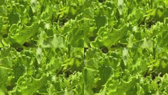 绿色生菜蔬菜高清在线视频素材下载