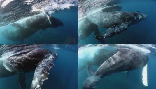 座头鲸在水下潜水高清在线视频素材下载