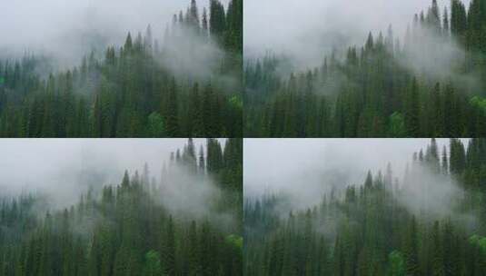 云海中的松林高清在线视频素材下载