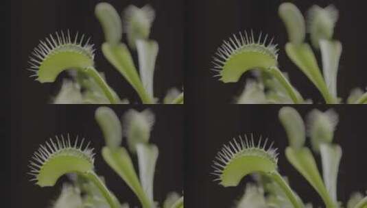 热带植物捕蚊草LOG高清在线视频素材下载