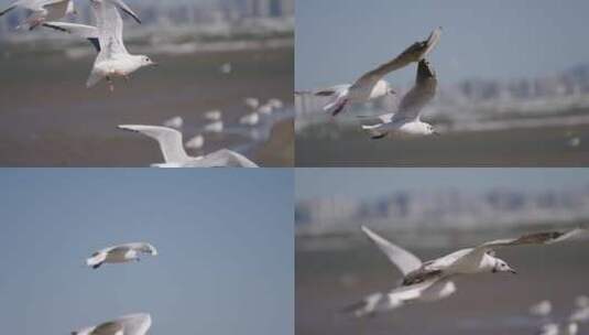 海鸟 海鸥高清在线视频素材下载