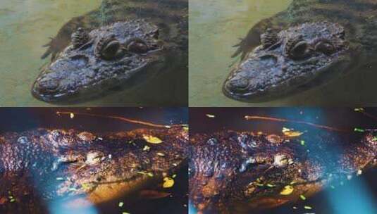 河水里游泳的鳄鱼高清在线视频素材下载