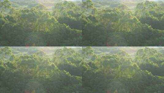 风吹树林摇摆阳光下的树乡村绿色树木森林高清在线视频素材下载
