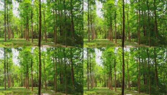 绿色清新树林高清在线视频素材下载
