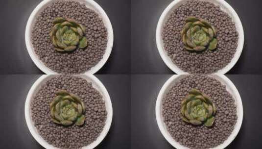 紫卡多肉植物盆栽绿植高清在线视频素材下载