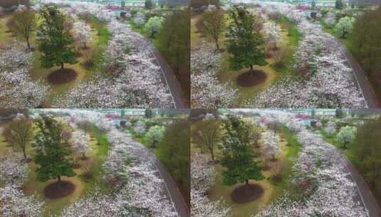 植物园樱花浪漫高清在线视频素材下载