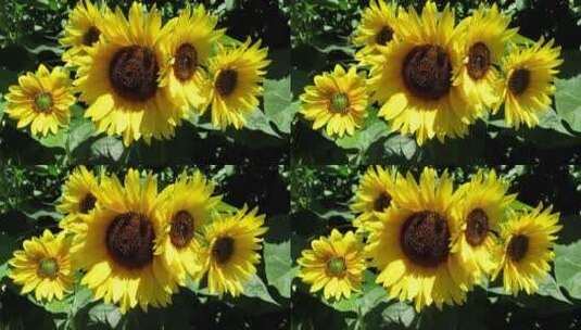 阳光下的向日葵 (2)高清在线视频素材下载