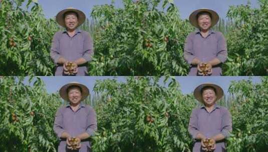 大枣丰收农户的笑脸高清在线视频素材下载