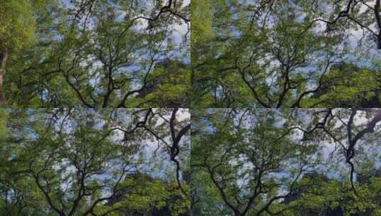 蓝天背景森林树木高清在线视频素材下载
