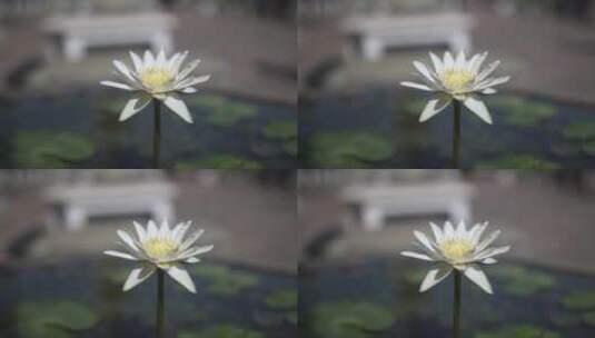 美丽的白色睡莲高清在线视频素材下载