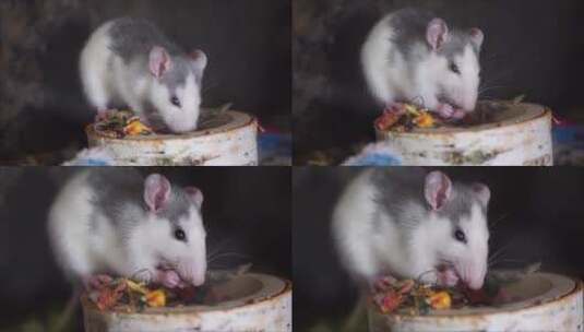 小老鼠进食偷吃东西高清在线视频素材下载