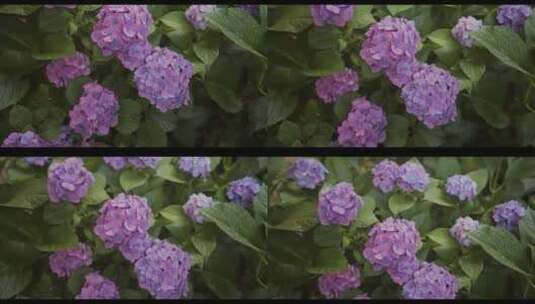 向上倾斜充满活力的紫色蓝色绣球花高清在线视频素材下载