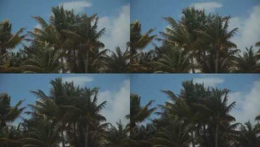 风中的高棕榈高清在线视频素材下载