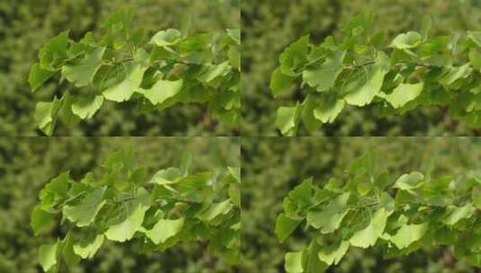 绿色的银杏树枝高清在线视频素材下载