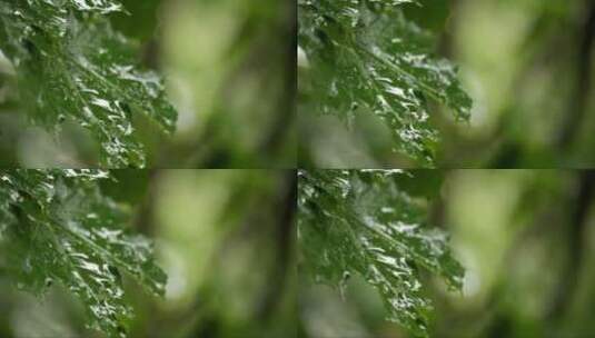 雨水落在枫叶上高清在线视频素材下载