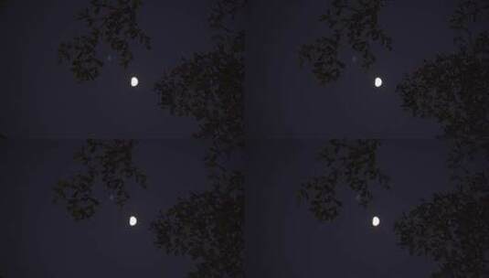 月亮树林弯月树木风吹树叶森林夜空天空黑夜高清在线视频素材下载