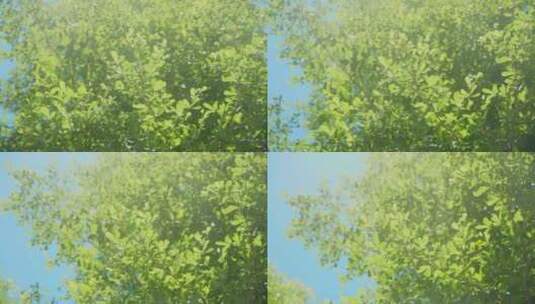 蓝天阳光树叶树荫高清在线视频素材下载