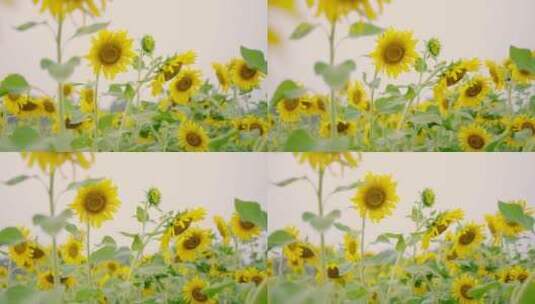 盛开的向日葵葵花花海高清在线视频素材下载