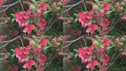 春天盛开的粉色花朵特写高清在线视频素材下载