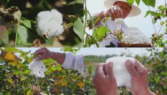 棉花产地高清在线视频素材下载
