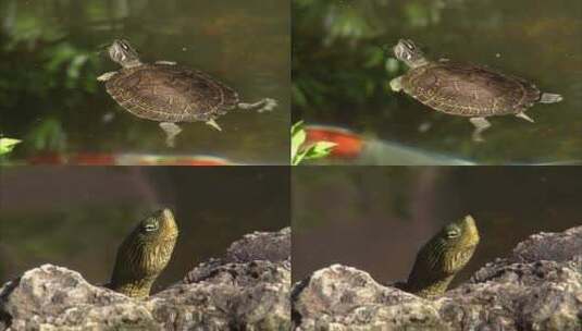 池塘里的乌龟爬上岸高清在线视频素材下载