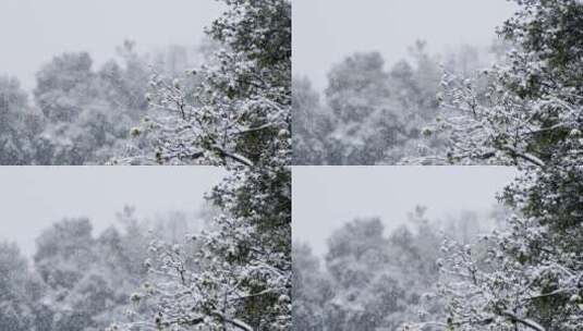 大雪雪景素材高清在线视频素材下载