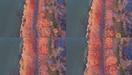 航拍秋天武汉东湖绿道骑车游客自然风光高清在线视频素材下载