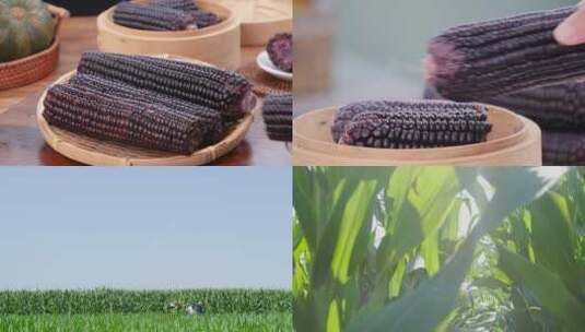 东北黑玉米高清在线视频素材下载