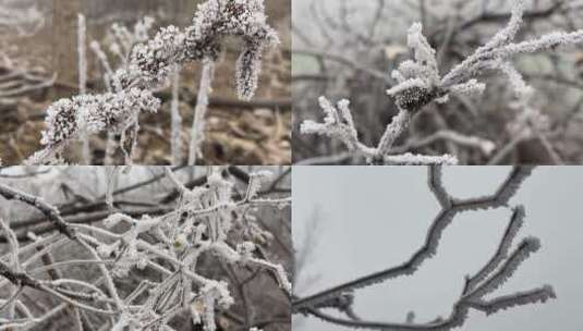 植物上的霜视频合集高清在线视频素材下载