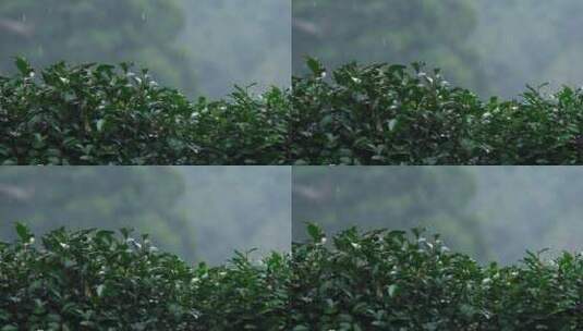 春雨雨滴茶园新茶杭州西湖龙井升格视频高清在线视频素材下载