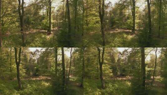 阳光下的树梢郁郁葱葱树林高清在线视频素材下载