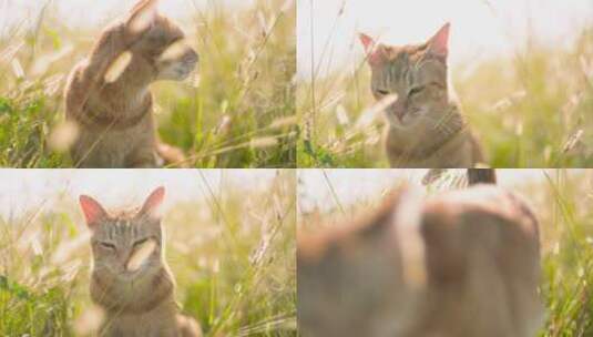 猫科动物 小猫 可爱 温馨高清在线视频素材下载