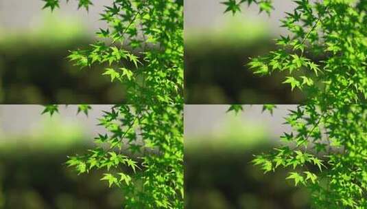 微风轻轻吹动阳光下的绿色枫树叶高清在线视频素材下载