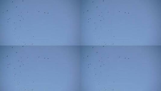 蓝天天空中一群鸟飞过4k空镜素材高清在线视频素材下载