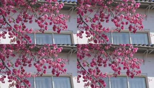 樱花樱桃花桃花盛开高清在线视频素材下载